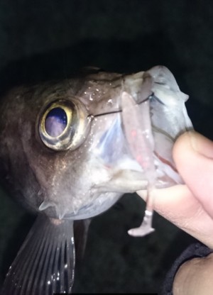 hideup 久次米良信 ブログ写真 2017/02/15