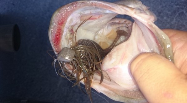 hideup 久次米良信 ブログ写真 2016/06/18