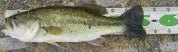 hideup 久次米良信 ブログ写真 2017/08/10