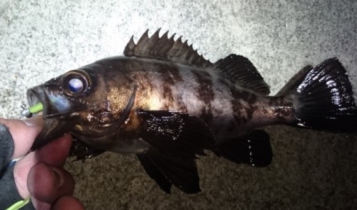 hideup 久次米良信 ブログ写真 2017/01/18