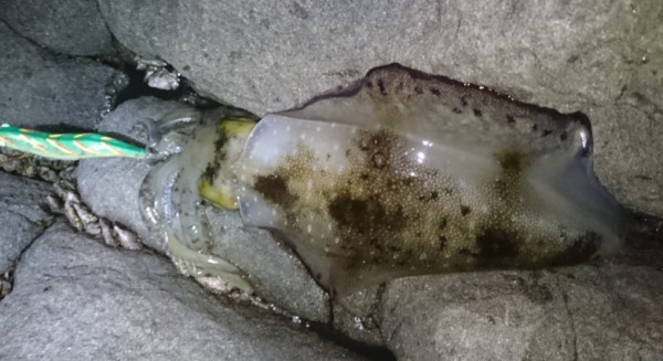 hideup 久次米良信 ブログ写真 2016/12/03