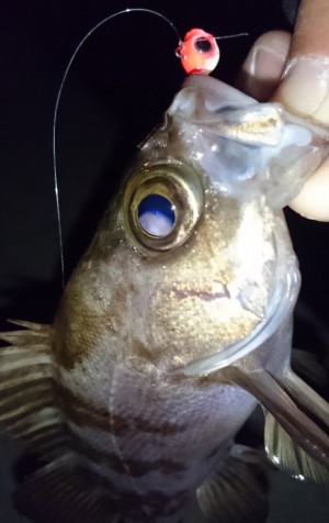 hideup 久次米良信 ブログ写真 2017/01/09