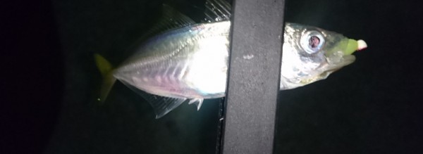 hideup 久次米良信 ブログ写真 2016/10/01