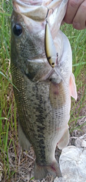 hideup 久次米良信 ブログ写真 2017/06/09