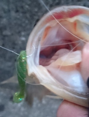 hideup 久次米良信 ブログ写真 2017/03/15