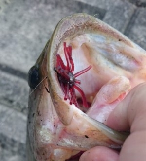 hideup 久次米良信 ブログ写真 2016/07/13