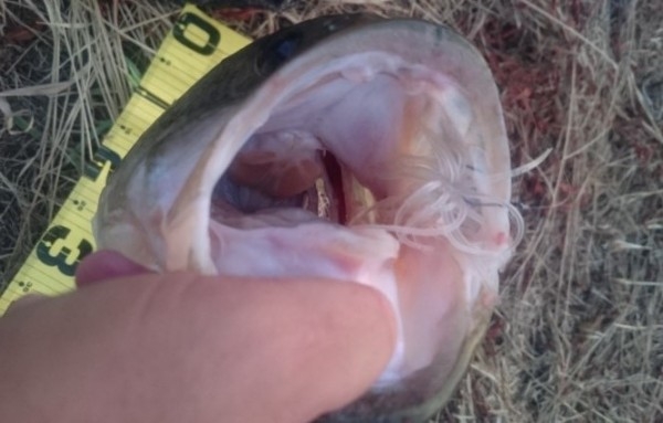 hideup 久次米良信 ブログ写真 2016/08/06