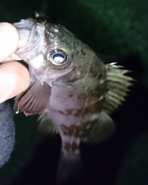 hideup 久次米良信 ブログ写真 2017/01/09