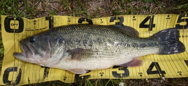 hideup 久次米良信 ブログ写真 2017/05/05