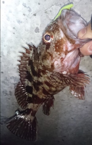 hideup 久次米良信 ブログ写真 2017/02/03