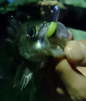 hideup 久次米良信 ブログ写真 2017/01/21