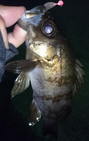 hideup 久次米良信 ブログ写真 2017/01/09