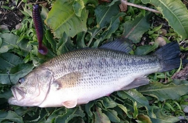 hideup 久次米良信 ブログ写真 2016/04/06