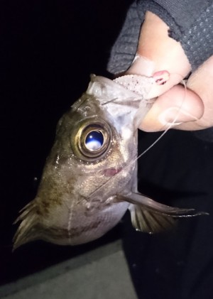 hideup 久次米良信 ブログ写真 2017/01/09