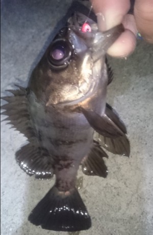 hideup 久次米良信 ブログ写真 2017/01/18