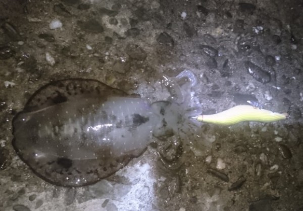 hideup 久次米良信 ブログ写真 2016/09/10