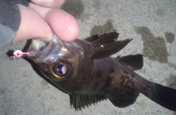 hideup 久次米良信 ブログ写真 2017/01/18