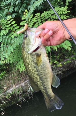 hideup 久次米良信 ブログ写真 2017/08/10