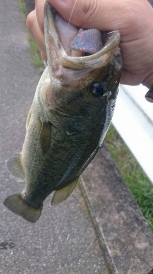 hideup 久次米良信 ブログ写真 2016/05/11