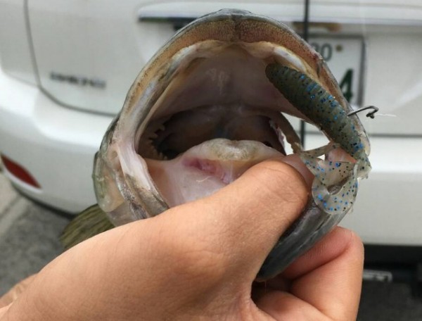 hideup 久次米良信 ブログ写真 2017/05/08