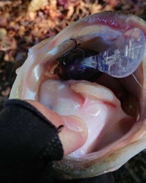 hideup 久次米良信 ブログ写真 2017/12/04