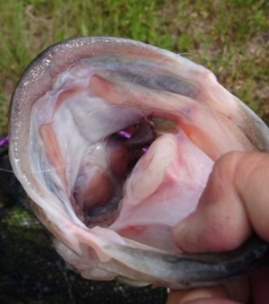 hideup 久次米良信 ブログ写真 2017/05/05