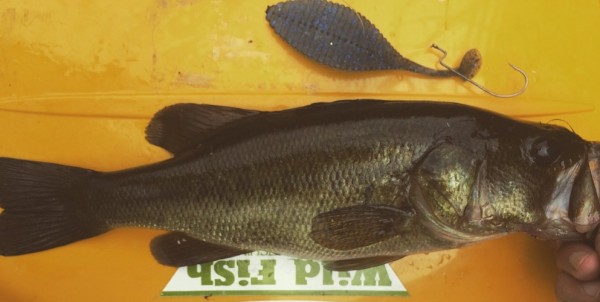 hideup 久次米良信 ブログ写真 2016/08/18