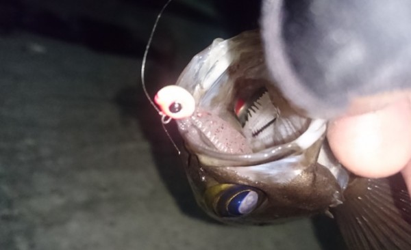 hideup 久次米良信 ブログ写真 2016/12/20