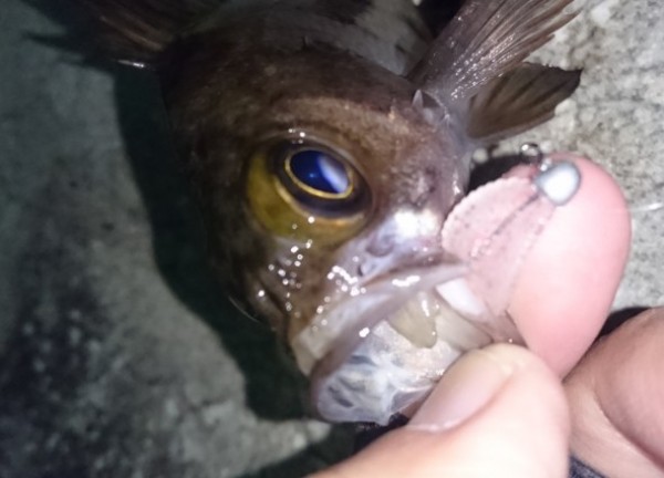 hideup 久次米良信 ブログ写真 2016/12/20