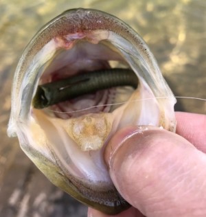 hideup 久次米良信 ブログ写真 2017/05/08