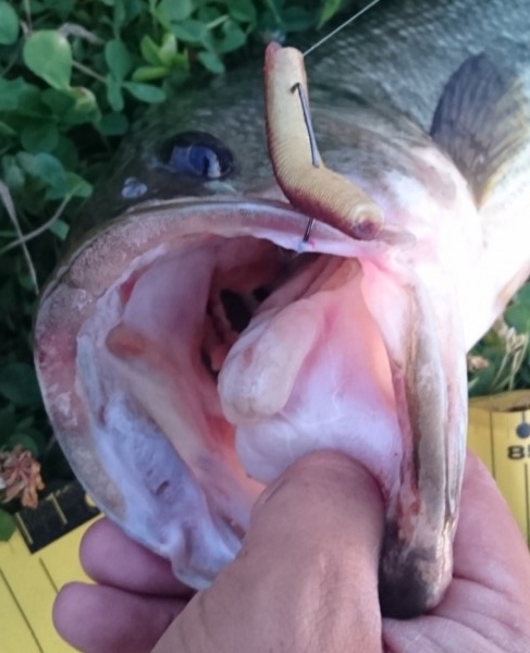 hideup 久次米良信 ブログ写真 2017/07/21