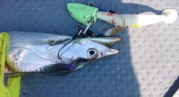 hideup 久次米良信 ブログ写真 2017/11/04