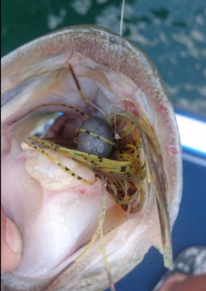 hideup 久次米良信 ブログ写真 2017/08/14