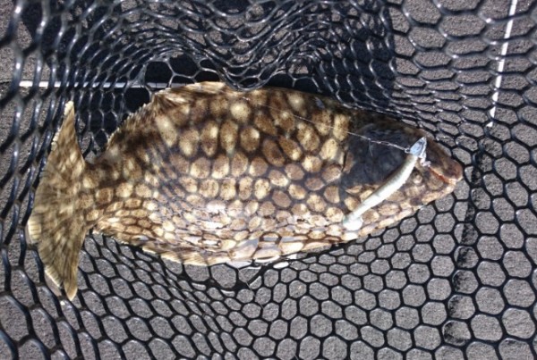 hideup 久次米良信 ブログ写真 2016/11/01