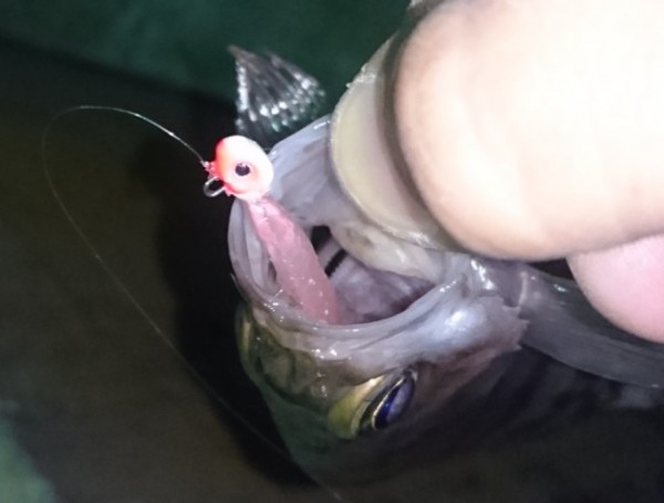 hideup 久次米良信 ブログ写真 2016/12/03