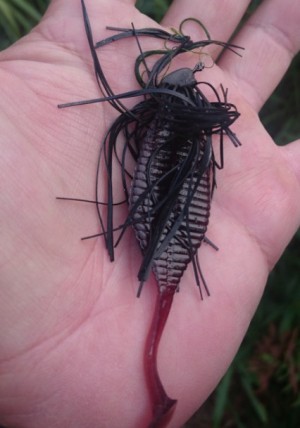 hideup 久次米良信 ブログ写真 2017/09/18