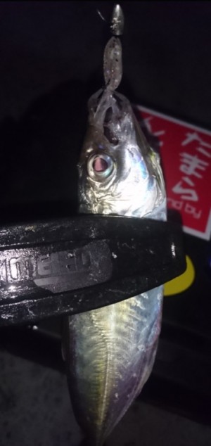 hideup 久次米良信 ブログ写真 2017/11/07