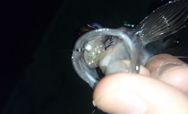 hideup 久次米良信 ブログ写真 2016/12/20