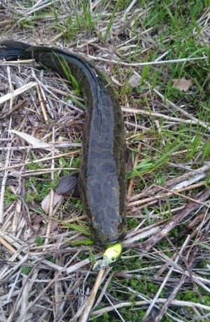 hideup 久次米良信 ブログ写真 2016/04/09