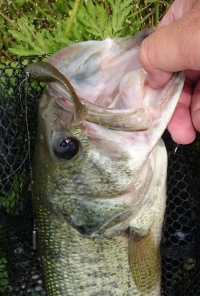 hideup 久次米良信 ブログ写真 2017/05/23