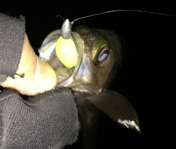 hideup 久次米良信 ブログ写真 2017/01/17