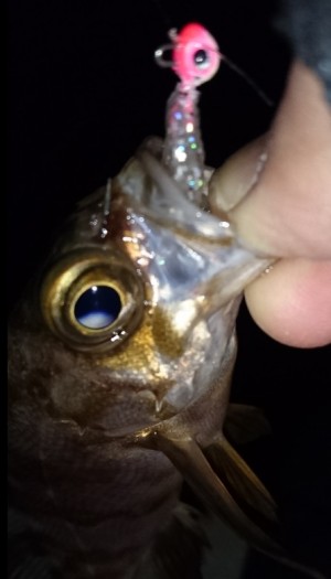 hideup 久次米良信 ブログ写真 2017/01/09