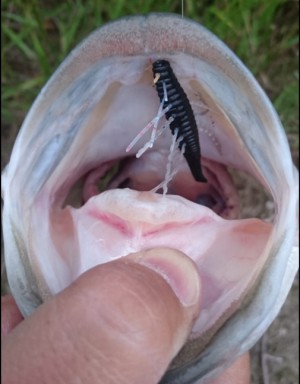 hideup 久次米良信 ブログ写真 2017/05/20