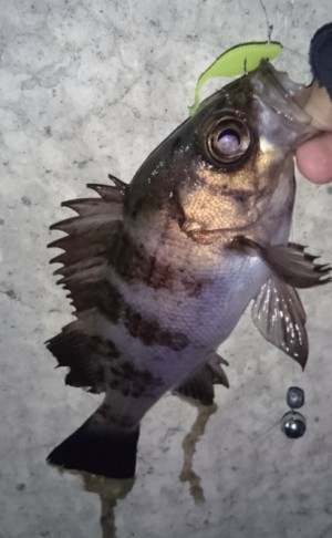 hideup 久次米良信 ブログ写真 2017/02/03