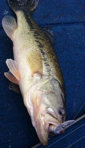 hideup 久次米良信 ブログ写真 2017/04/04