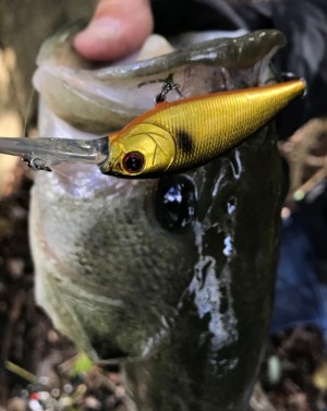 hideup 久次米良信 ブログ写真 2017/11/20