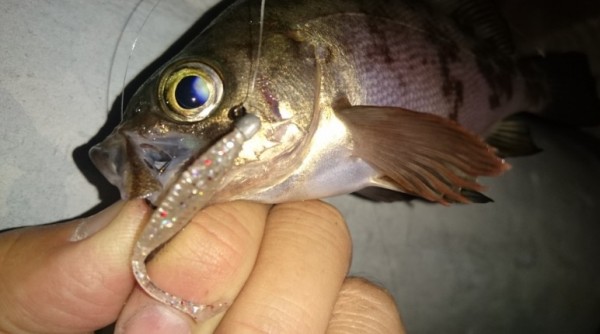 hideup 久次米良信 ブログ写真 2016/12/03