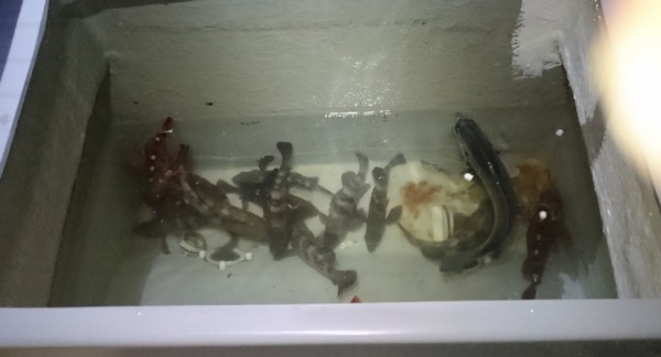 hideup 久次米良信 ブログ写真 2017/05/10