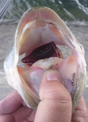 hideup 久次米良信 ブログ写真 2016/05/07