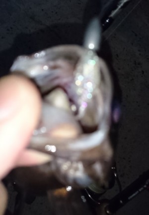 hideup 久次米良信 ブログ写真 2017/03/04